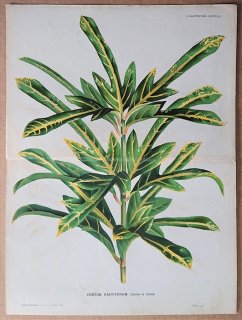 1875年 Linden L'Illustration Horticole 大判 トウダイグサ科 ヘンヨウボク属 ヘンヨウボク Croton hastiferum
