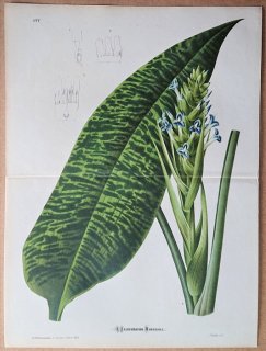 1874年 Linden L'Illustration Horticole 大判 パイナップル科 ロンベルギア属 Ronnbergia morreniana