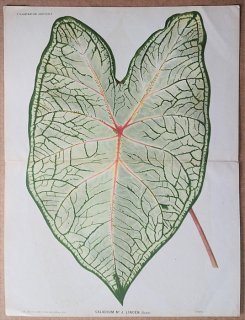 1878ǯ Linden L'Illustration Horticole Ƚ ȥ 饸° Caladium M J.Linden