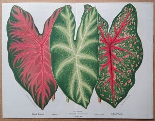 1870ǯ Linden L'Illustration Horticole Ƚ ȥ 饸° Caladium