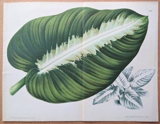 1873ǯ Linden L'Illustration Horticole Ƚ ȥ ǥͥ° Curmeria picturata