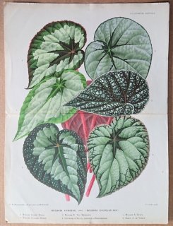 1881年 Linden L'Illustration Horticole 大判 シュウカイドウ科 シュウカイドウ属 Begonia hybrida