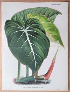 1876ǯ Linden L'Illustration Horticole Ƚ ȥ եǥɥ° Philodendron gloriosum