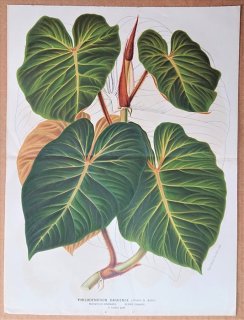 1871年 Linden L'Illustration Horticole 大判 サトイモ科 フィロデンドロン属 Philodendron daguense