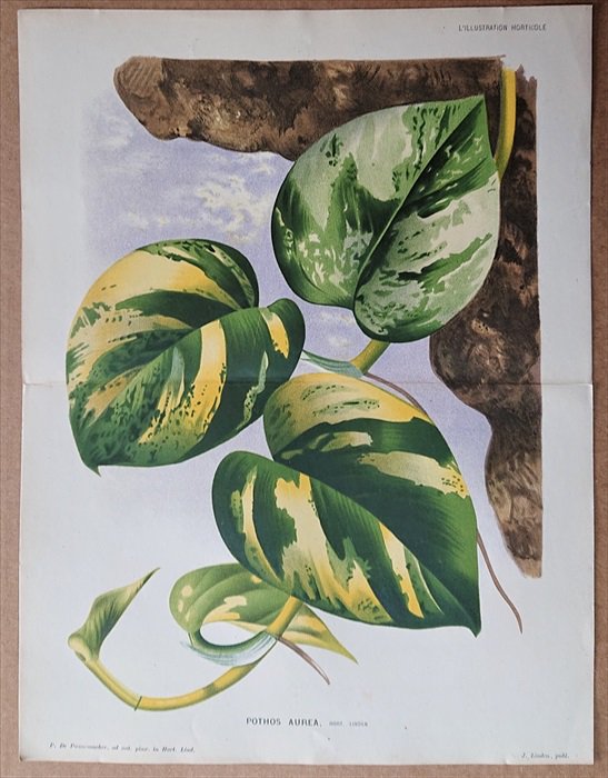 1880年 Linden L'Illustration Horticole 大判 サトイモ科 ハブカズラ属 オウゴンカズラ Pothos aurea  ポトス - アンティークプリント 博物画 ボタニカルアートの通販サイト Spirito di Artigiano