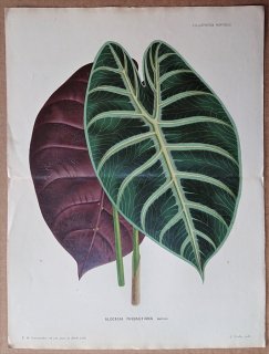 1881年 Linden L'Illustration Horticole 大判 サトイモ科 クワズイモ属 Alocasia thibautiana