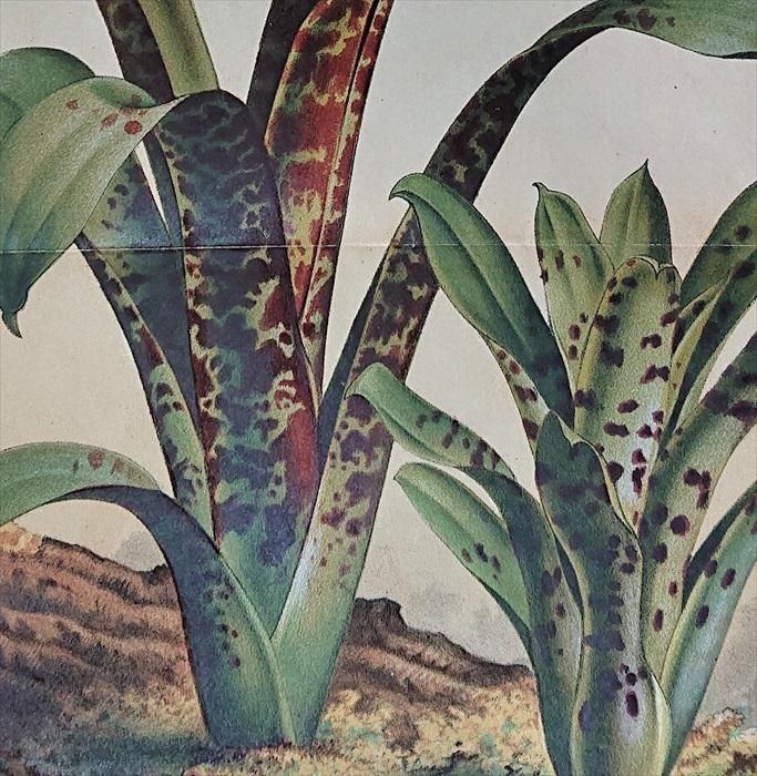 1875年 Linden L'Illustration Horticole 大判 パイナップル科