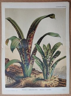 1875年 Linden L'Illustration Horticole 大判 パイナップル科 インコアナナス属 Vriesea guttata