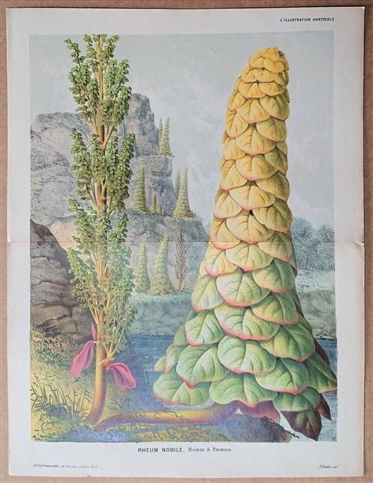 【真作】絵画　日本画6号　竜胆（リンドウ）図　清らかな群青の植物画　W108 真作】絵画 日本画6号 竜胆（リンドウ）図 清らかな群青の植物画