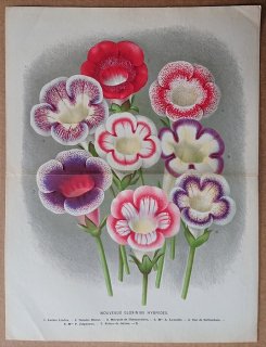 1878年 Linden L'Illustration Horticole 大判 イワタバコ科 オオイワギリソウ属 Nouveaux Gloxinias hybrides