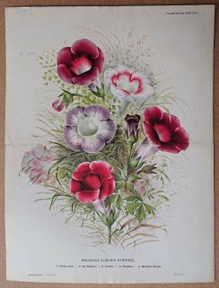 1875年 Linden L'Illustration Horticole 大判 イワタバコ科 オオイワギリソウ属 Nouveaux Gloxinia hybrides