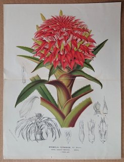 1871年 Linden L'Illustration Horticole 大判 パイナップル科 サンゴアナナス属 Bromelia fernandae