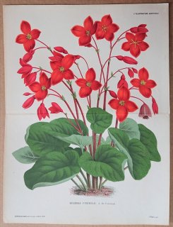 1875ǯ Linden L'Illustration Horticole Ƚ 奦ɥ 奦ɥ° Begonia froebelii