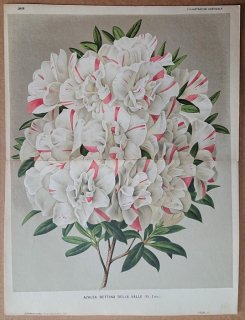 1875ǯ Linden L'Illustration Horticole Ƚ ĥĥ ĥĥ° Azalea bettina della valle