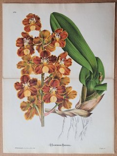 1874年 Linden L'Illustration Horticole 大判 ラン科 オトグロッスム属 Odontoglossum brevifolium