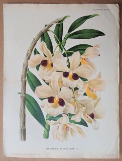 1881年 Linden L'Illustration Horticole 大判 ラン科 セッコク属 Dendrobium dalhousianum デンドロビウム