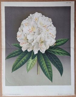 1873年 Linden L'Illustration Horticole 大判 ツツジ科 ツツジ属 Rhododendron Princesse Louise シャクナゲ