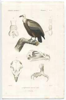 1836ǯ Cuvier ưʪ Ļ Pl.7  ϥ亮° ϥ亮 Vultur fulvus