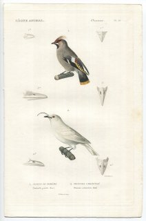 1836年 Cuvier 動物界 鳥類 Pl.20 レンジャク科 キレンジャク Bombycilla garrula カザリドリ科 スズドリ属 Proncnia carunculata