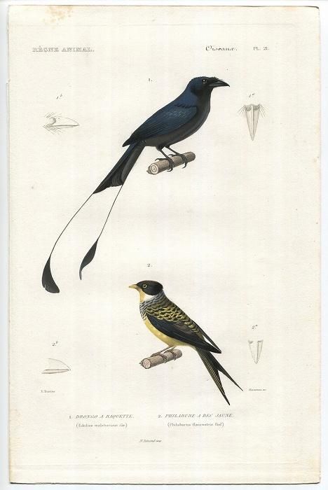 1836年 Cuvier 動物界 鳥類 Pl.21 オウチュウ科 カザリ