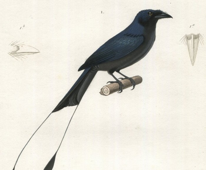 1836年 Cuvier 動物界 鳥類 Pl.21 オウチュウ科 カザリオウチュウ カザリドリ科 ツバメカザリドリ - アンティークプリント 博物画  ボタニカルアートの通販サイト Spirito di Artigiano