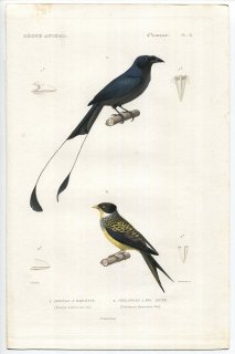 1836年 Cuvier 動物界 鳥類 Pl.21 オウチュウ科 カザリオウチュウ カザリドリ科 ツバメカザリドリ