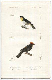 1836年 Cuvier 動物界 鳥類 Pl.23 フウキンチョウ科 キゴシフウキンチョウ カンムリクロフウキンチョウ