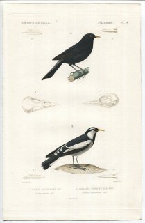1836年 Cuvier 動物界 鳥類 Pl.24 ツグミ科 ニシクロウタドリ Turdus merlura カササギヒタキ科 ツチスドリ Grallina melanoleuca
