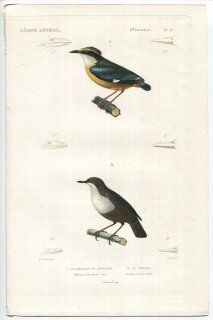 1836ǯ Cuvier ưʪ Ļ Pl.25 䥤祦 ɥ䥤祦 Myothera brachyura 塞饹 ʥ塞饹 Turdus cinclus