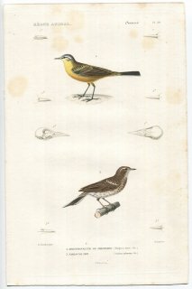 1836年 Cuvier 動物界 鳥類 Pl.29 セキレイ科 ツメナガセキレイ Budytes flava ヨーロッパビンズイ Anthus arboreus