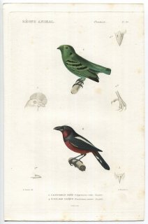 1836年 Cuvier 動物界 鳥類 Pl.30 ヒロハシ科 ミドリヒロハシ Calyptomena viridis クロアカヒロハシ Eurylaimus nasutus