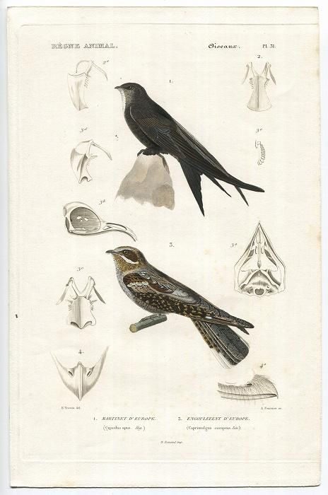 1836年 Cuvier 動物界 鳥類 Pl.31 アマツバメ科 ヨーロッパ
