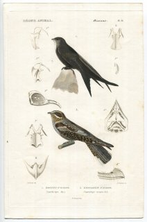 1836年 Cuvier 動物界 鳥類 Pl.31 アマツバメ科 ヨーロッパアマツバメ Cypselus apus ヨタカ科 ヨーロッパヨタカ Caprimulgus europeus