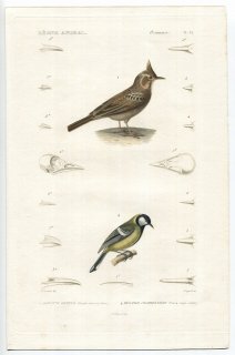 1836年 Cuvier 動物界 鳥類 Pl.32 ヒバリ科 カンムリヒバリ Alauda cristata シジュウカラ科 ヨーロッパシジュウカラ Parus major