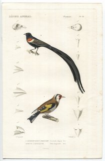 1836年 Cuvier 動物界 鳥類 Pl.34 アトリ科 ゴシキヒワ Carduelis vulgaris ハタオリドリ科 コクホウジャク Vidua longicauda