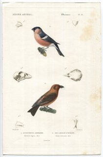 1836年 Cuvier 動物界 鳥類 Pl.35 アトリ科 ウソ Pyrrhula vulgaris イスカ Loxia curvirostra