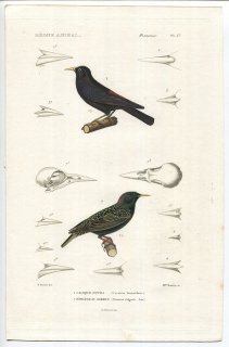 1836年 Cuvier 動物界 鳥類 Pl.37 ムクドリモドキ科 コシアカツリスドリ Cassicus hemorrhous ムクドリ科 ホシムクドリ Sturnus vulgaris