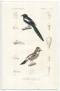 1836年 Cuvier 動物界 鳥類 Pl.38 カラス科 カササギ Pica communis カケス Garrulus glandarius