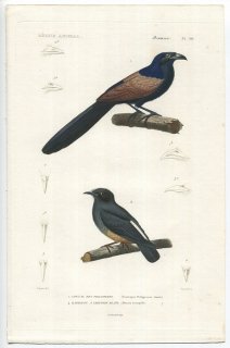 1836年 Cuvier 動物界 鳥類 Pl.50 カッコウ科 ミドリバンケン Centropus philippensis オオガシラ科 ツバメオオガシラ Monasa tranquilla