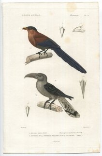 1836年 Cuvier 動物界 鳥類 Pl.51 カッコウ科 セレベスバンケンモドキ オオオニカッコウ