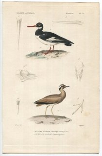 1836ǯ Cuvier ưʪ Ļ Pl.70 ߥ䥳ɥ ߥ䥳ɥ Haematopus ostralegus ĥХɥ ʥХ Cursorius gallicus