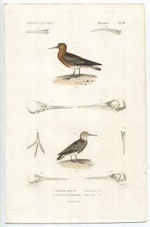 1836年 Cuvier 動物界 鳥類 Pl.80 シギ科 コオバシギ Calidris grisea ハマシギ Pelidna cinclus
