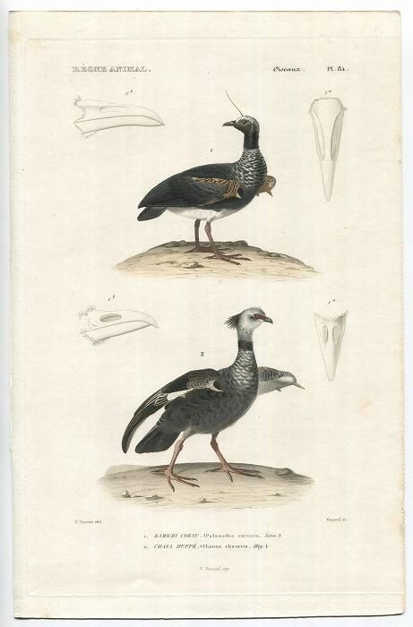1836年 Cuvier 動物界 鳥類 Pl.84 サケビドリ科 ツノサケビドリ