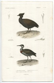 1836年 Cuvier 動物界 鳥類 Pl.85 ツカツクリ科 オーストラリアツカツクリ Megapodius duperreyi クイナ科 ナンヨウクイナ Rallus lineatus