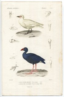 1836年 Cuvier 動物界 鳥類 Pl.86 クイナ科 セイケイ Fulica porphyrio サヤハシチドリ科 サヤハシチドリ Chionis necrophaga
