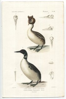 1836年 Cuvier 動物界 鳥類 Pl.88 カイツブリ科 カンムリカイツブリ Colymbus cornutus アビ科 ハシグロアビ Mergus glacialis
