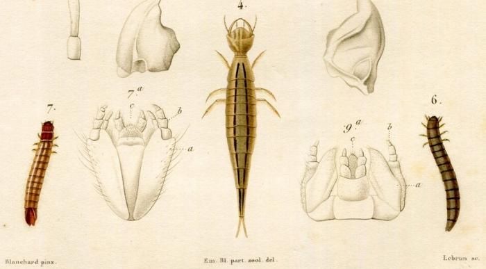 1836年 Cuvier 動物界 昆虫類 Pl.15 甲虫類の変態 幼虫 蛹 1836年 Cuvier 動物界 昆虫類 Pl.15 甲虫類の変態 幼虫 蛹