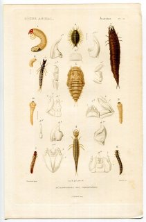 1836年 Cuvier 動物界 昆虫類 Pl.15 甲虫類の変態 幼虫 蛹 コガネムシ科 ガムシ科など11種