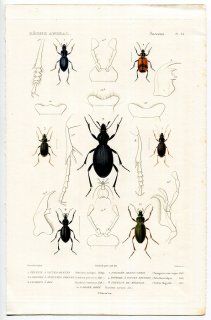 1836年 Cuvier 動物界 昆虫類 Pl.24 オサムシ科 ヨツボシゴミムシ属 キクルス属 オサムシ属など7種