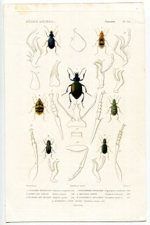 1836年 Cuvier 動物界 昆虫類 Pl.25 オサムシ科 カタビロオサムシ属 マルクビゴミムシ属 ハンミョウモドキ属など7種